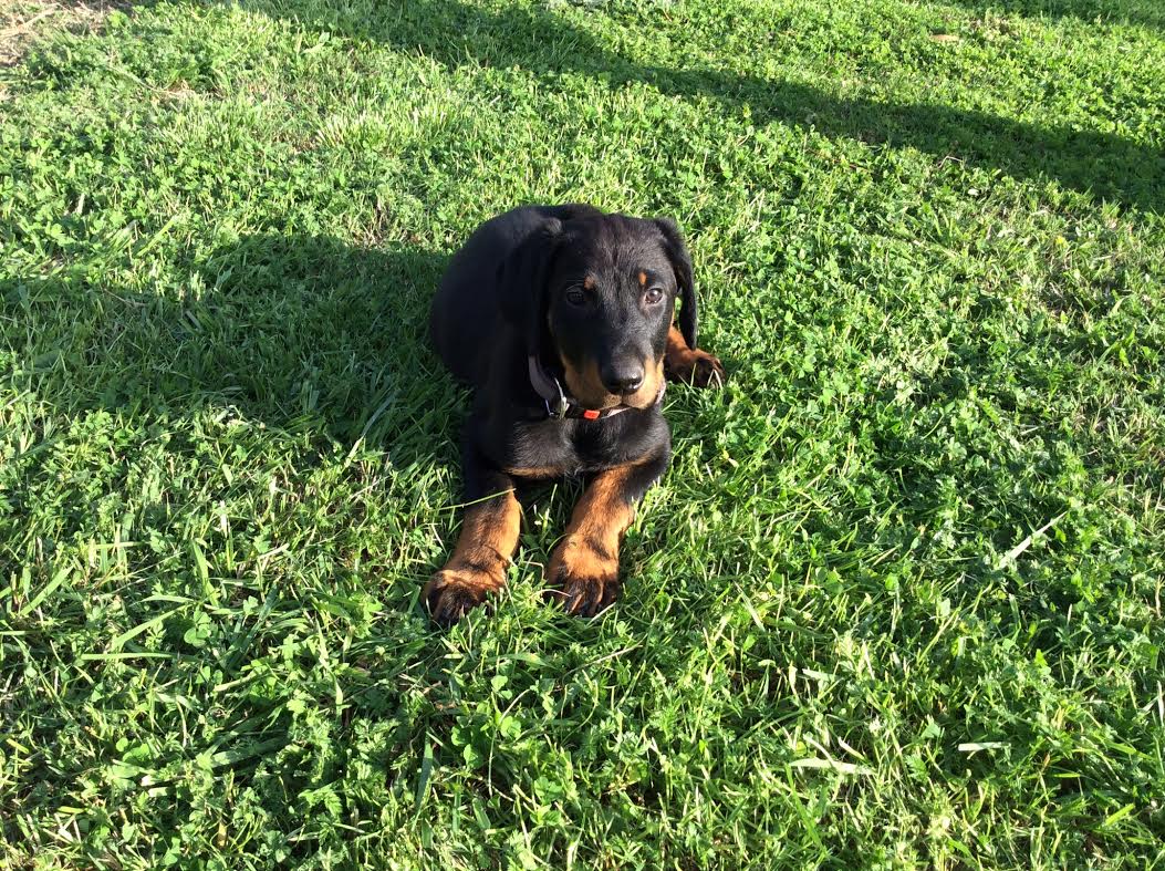 centre de rencontre pour chien