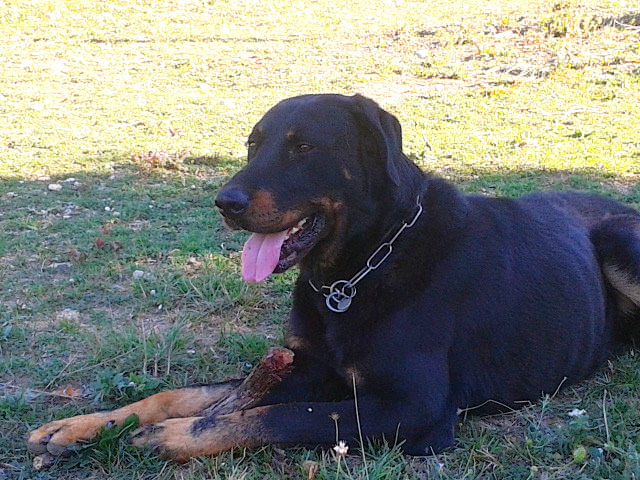 rencontre beauceron