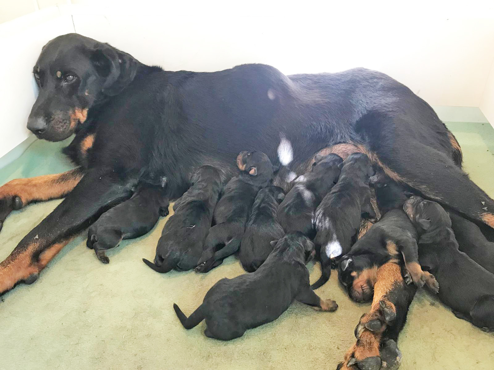 chiot beauceron